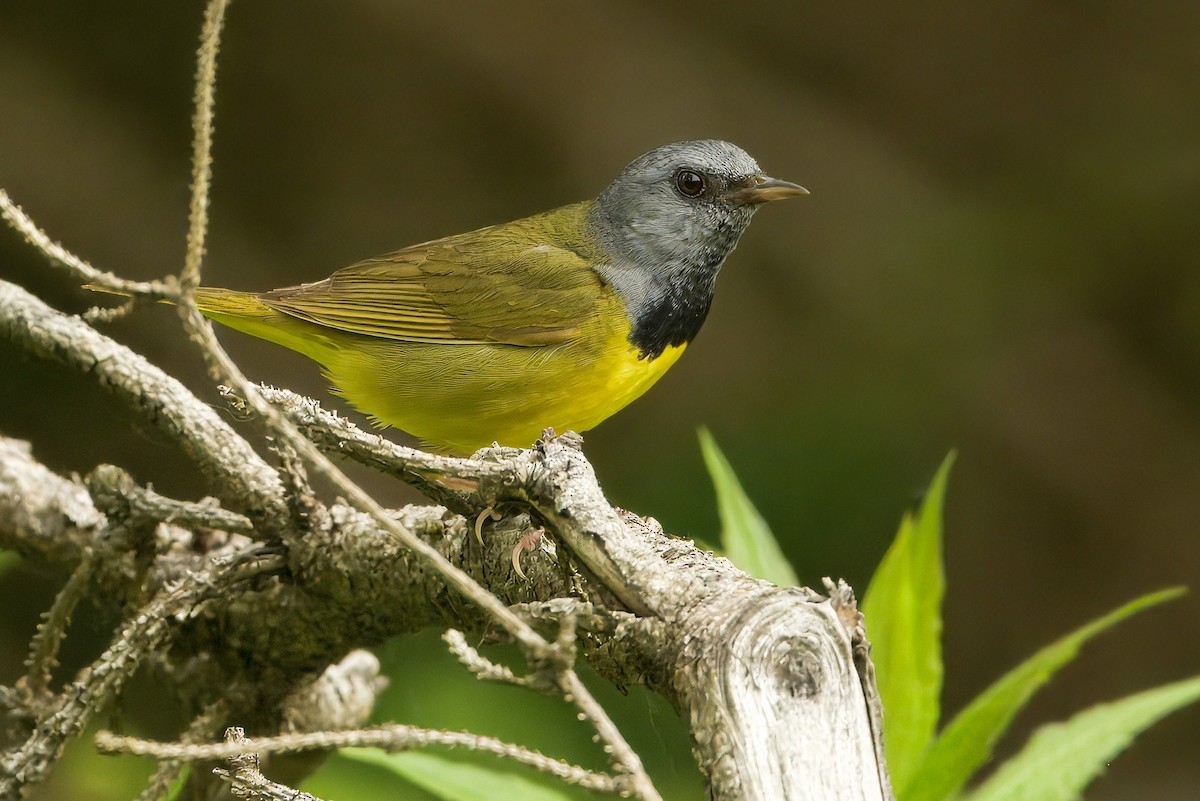 Mourning Warbler - ML637512428