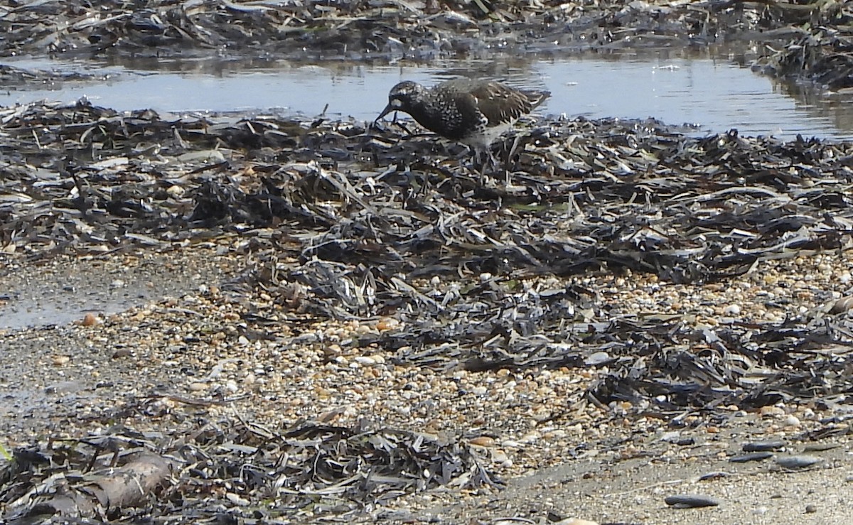 Black Turnstone - ML637512446