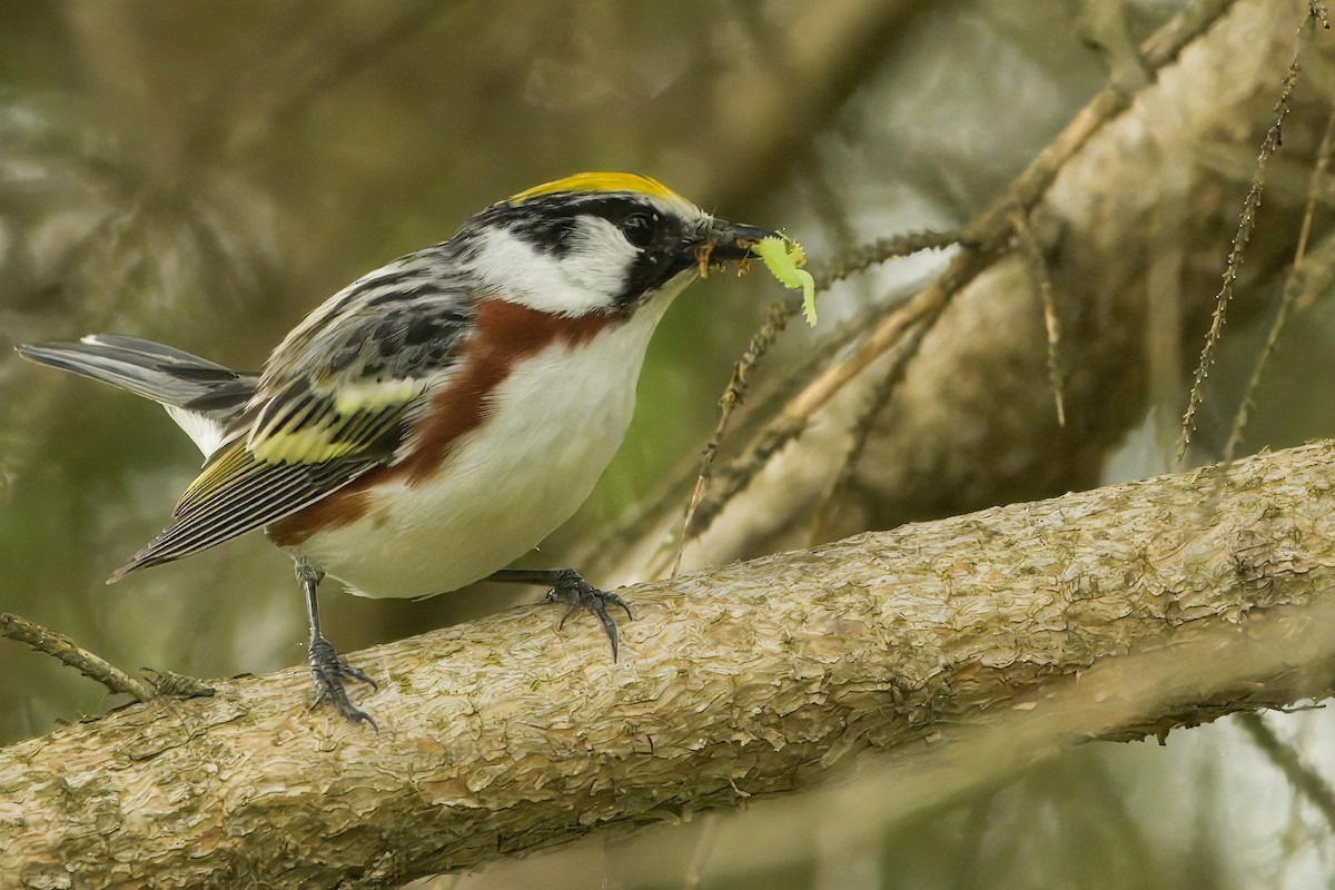 Chestnut-sided Warbler - ML637512447