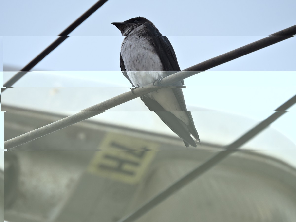 Gray-breasted Martin - ML637512457