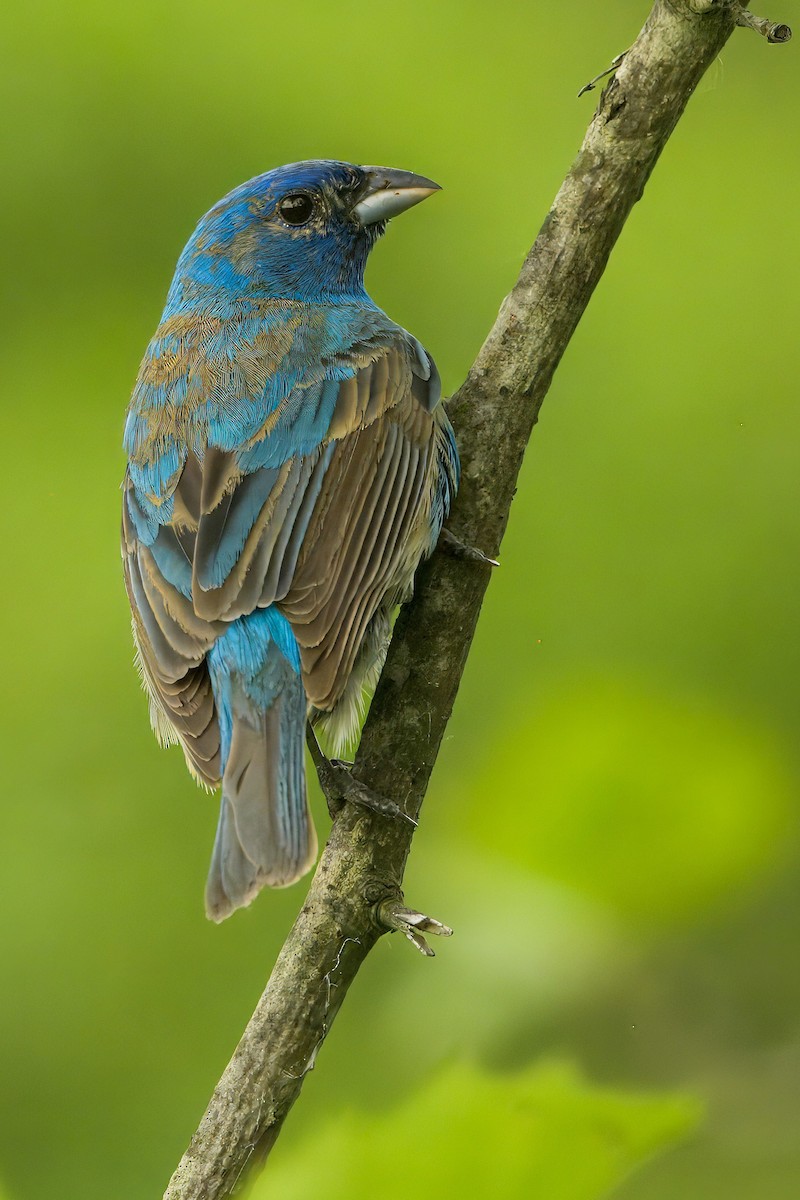 Indigo Bunting - ML637512462