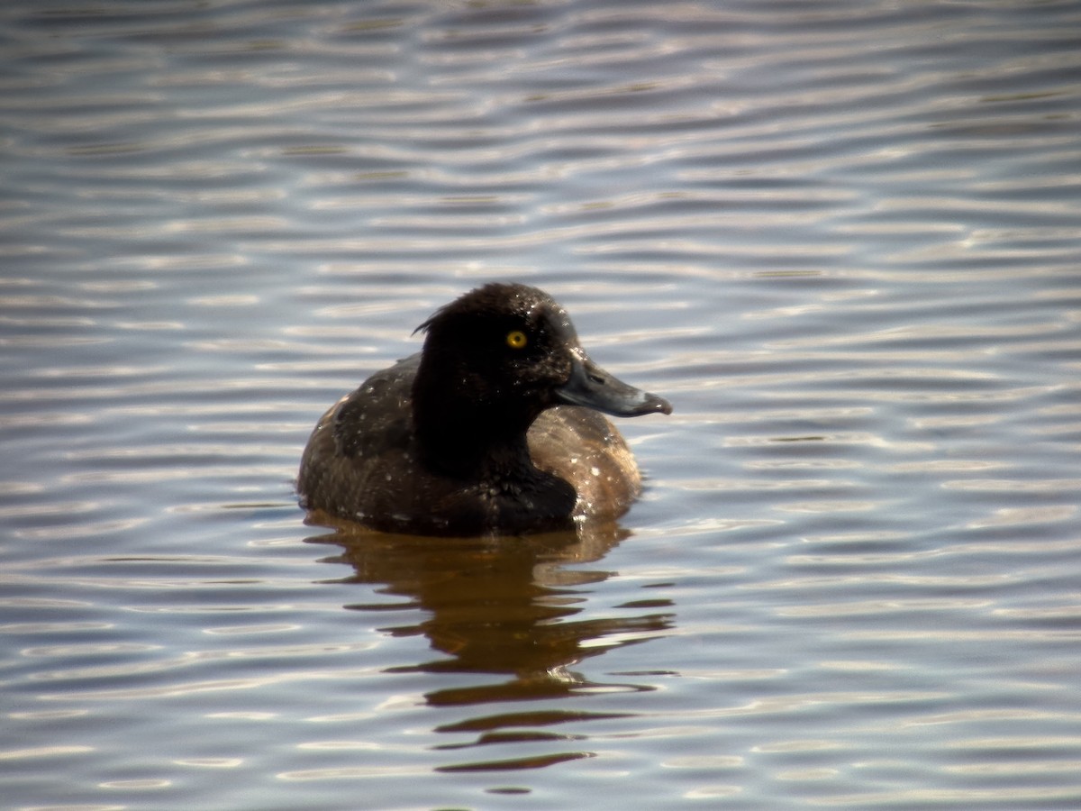 Tufted Duck - ML637512479