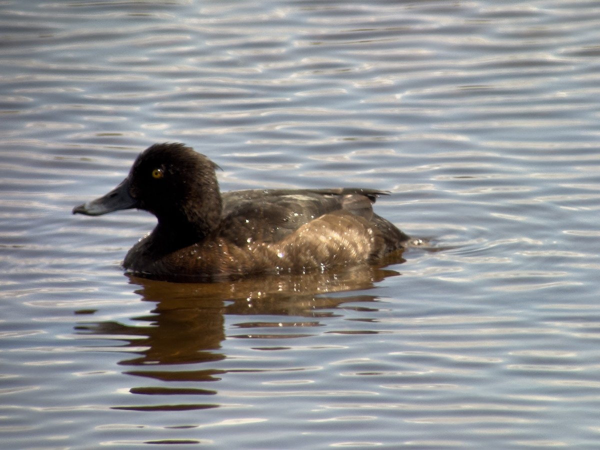 Tufted Duck - ML637512480
