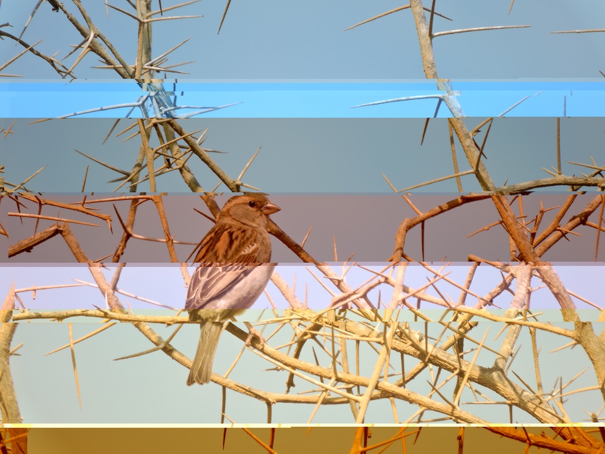 Cinereous Conebill - ML637512512