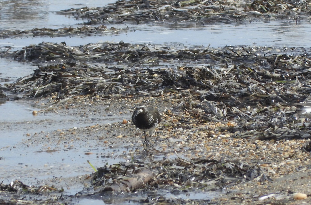 Black Turnstone - ML637512515