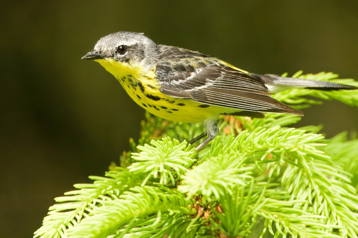 Magnolia Warbler - ML637512528