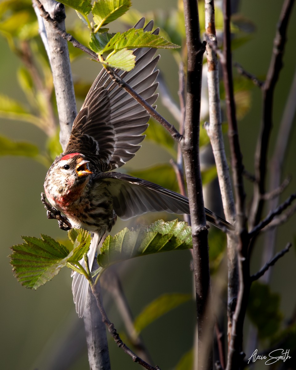 Redpoll - ML637512557