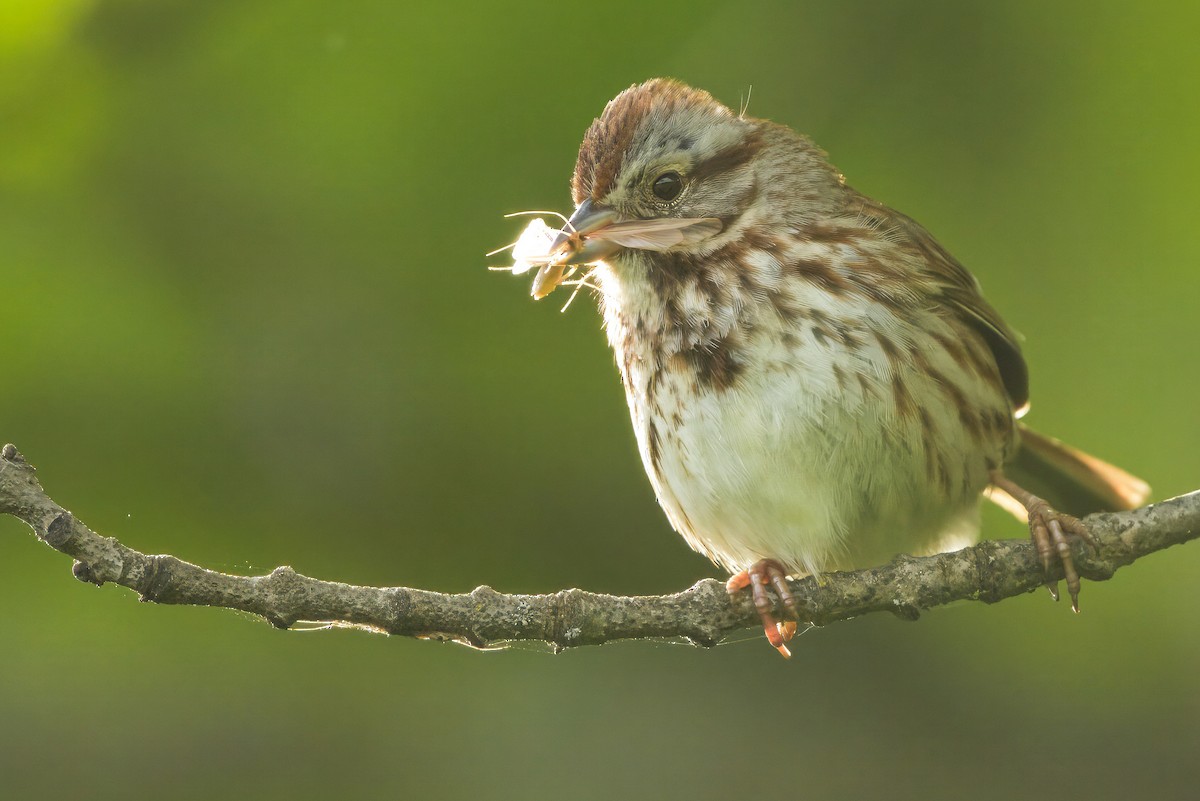 Song Sparrow - ML637512606