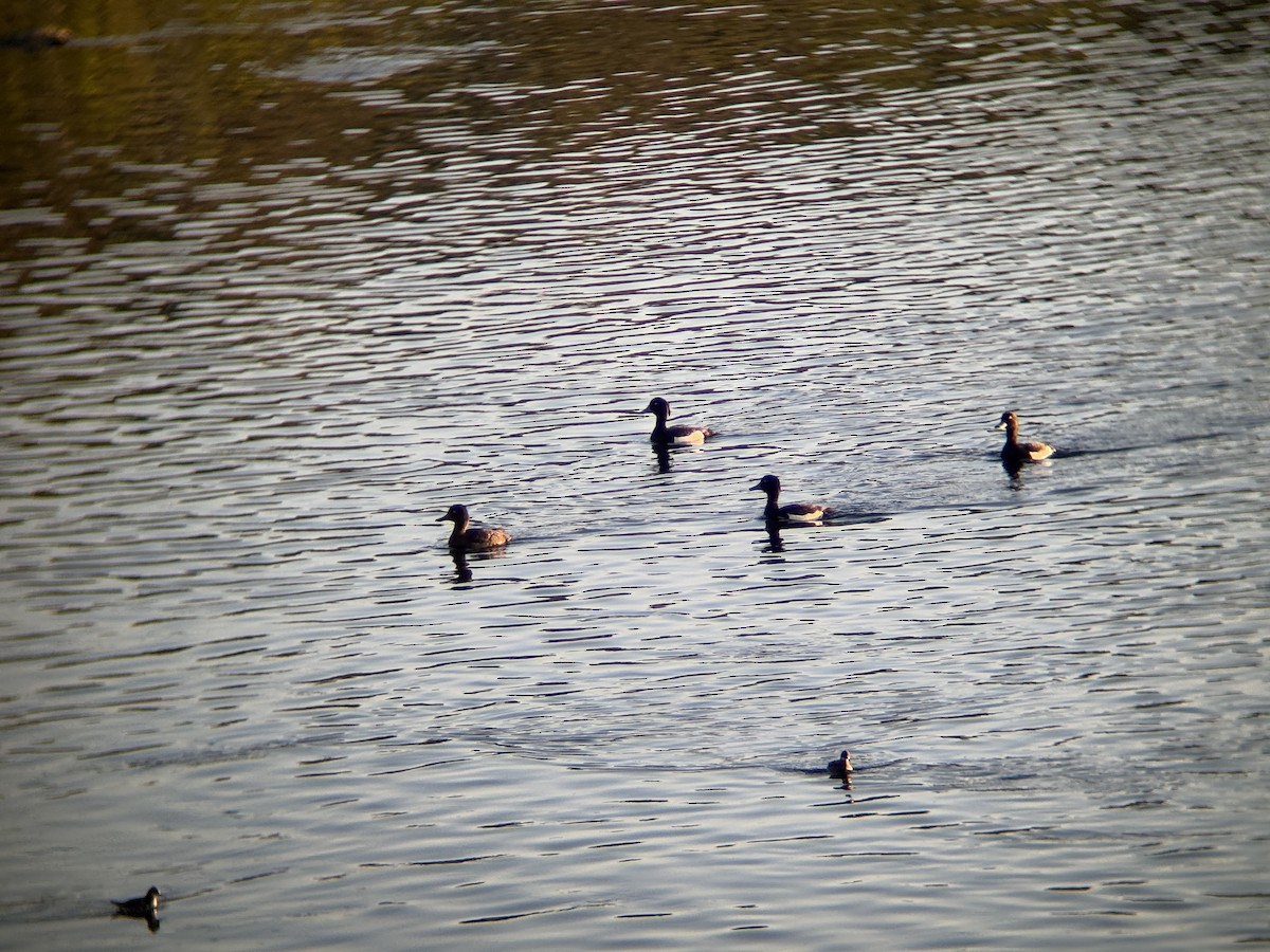Tufted Duck - ML637512625