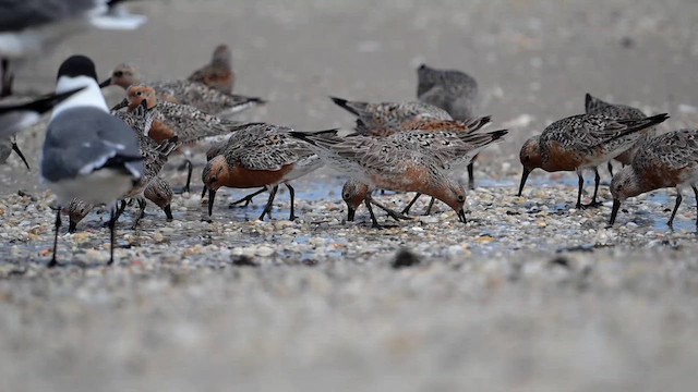 Red Knot - ML637512720