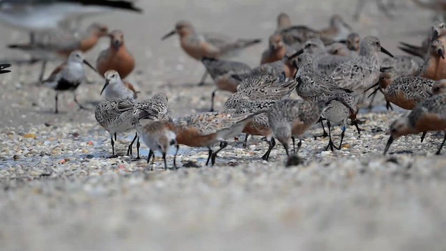 Red Knot - ML637512761
