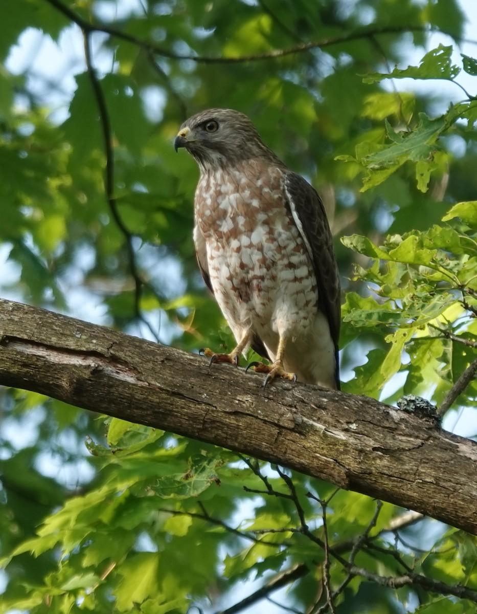 Broad-winged Hawk - ML637512831