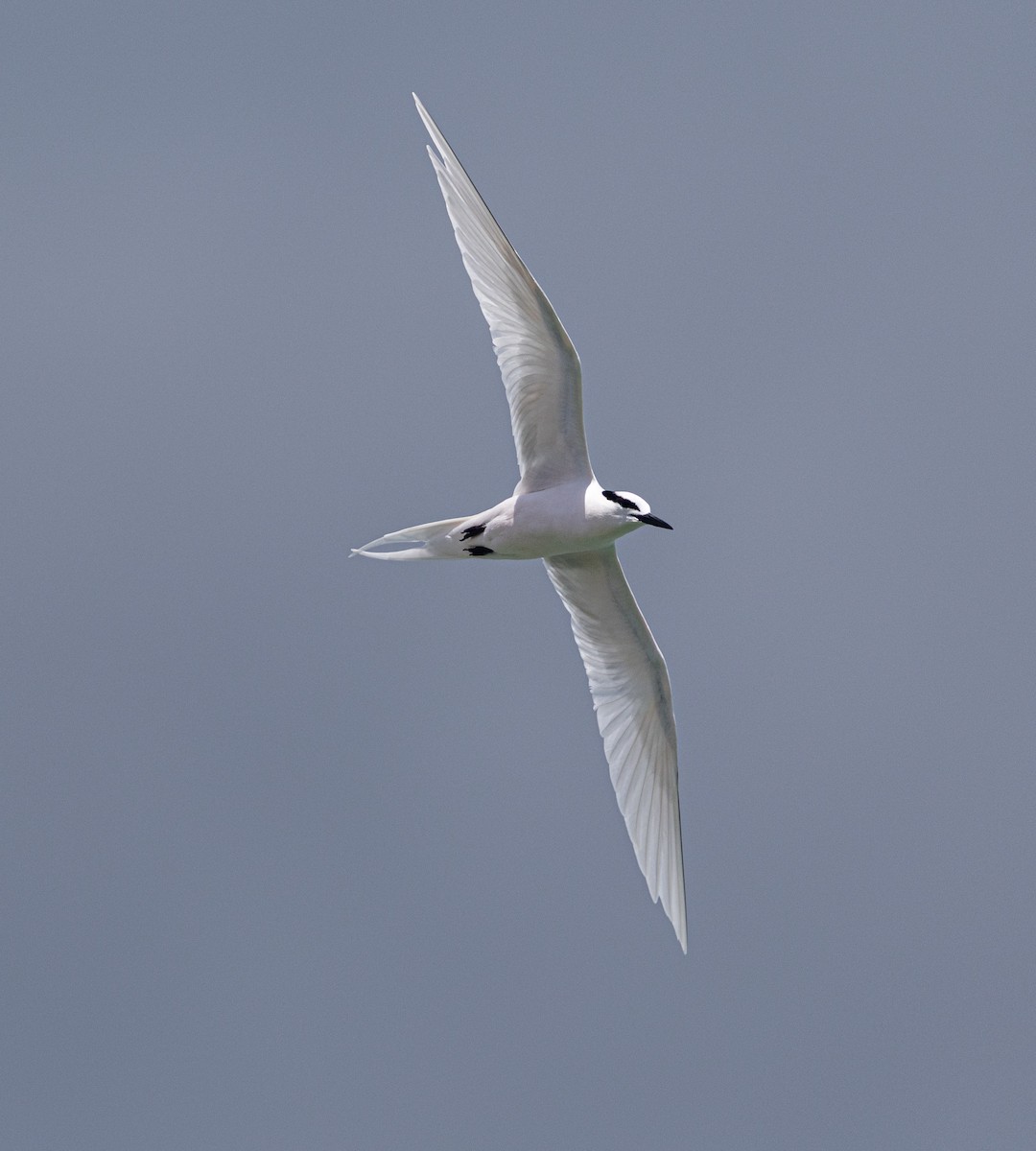 Black-naped Tern - ML637512838