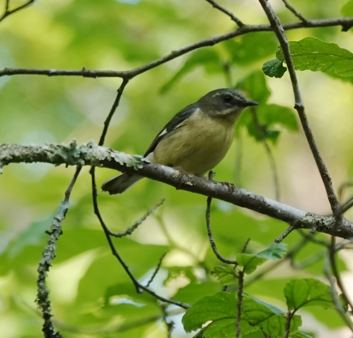 Black-throated Blue Warbler - ML637512844