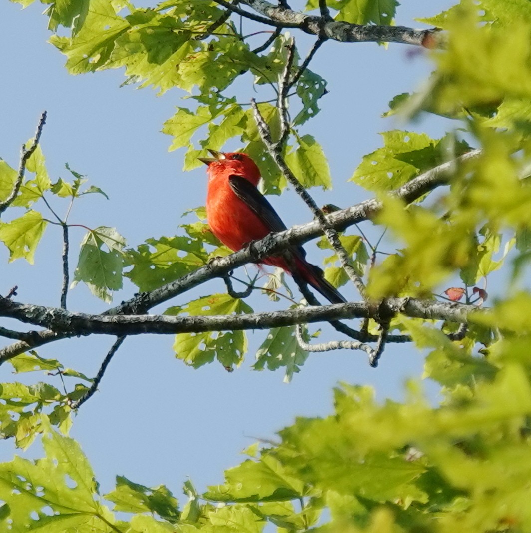 Scarlet Tanager - ML637512847