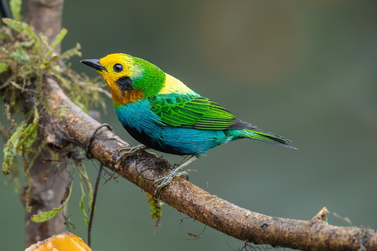 Multicolored Tanager - ML637512849