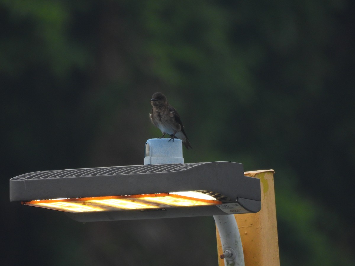 Gray-breasted Martin - ML637512872