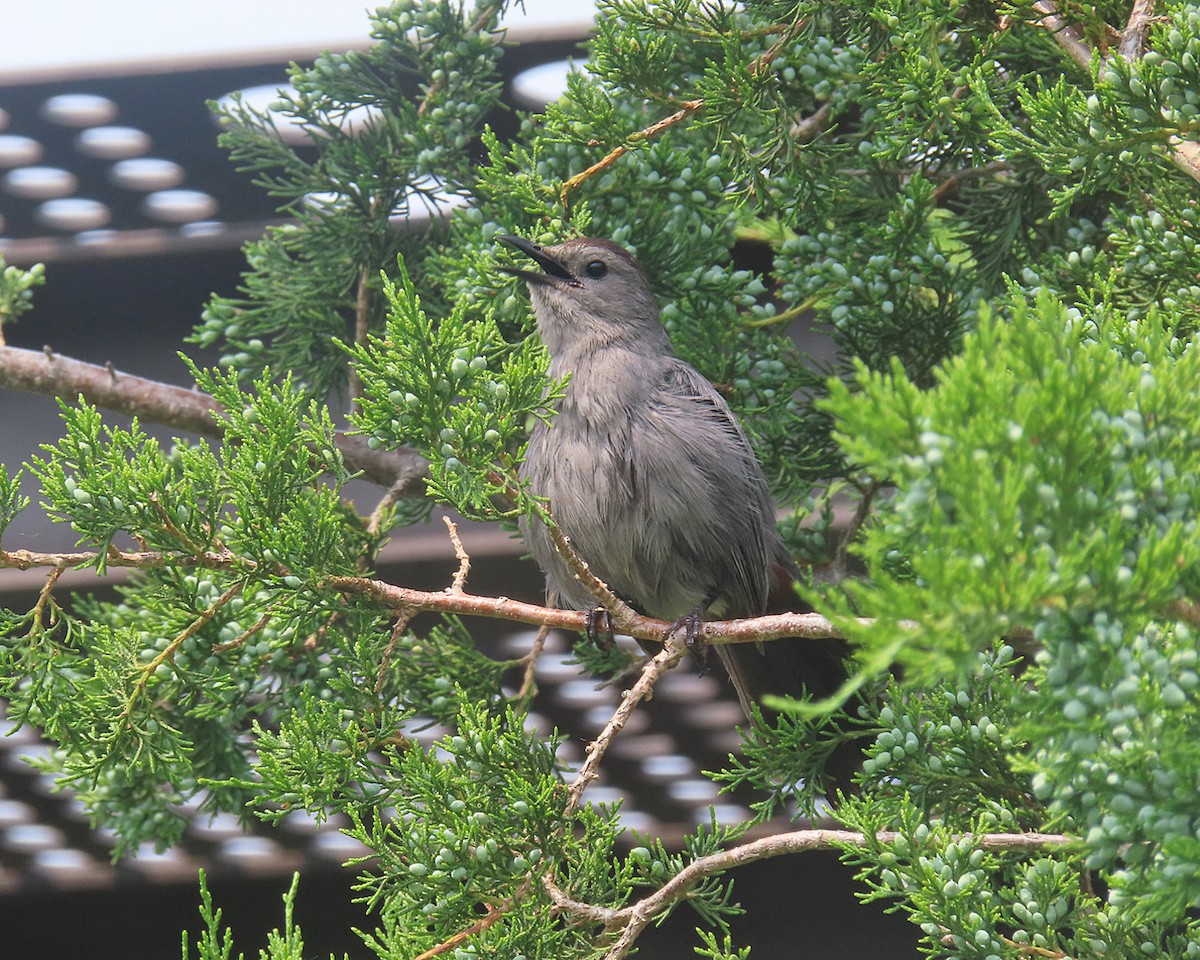 Katzenspottdrossel - ML637512904