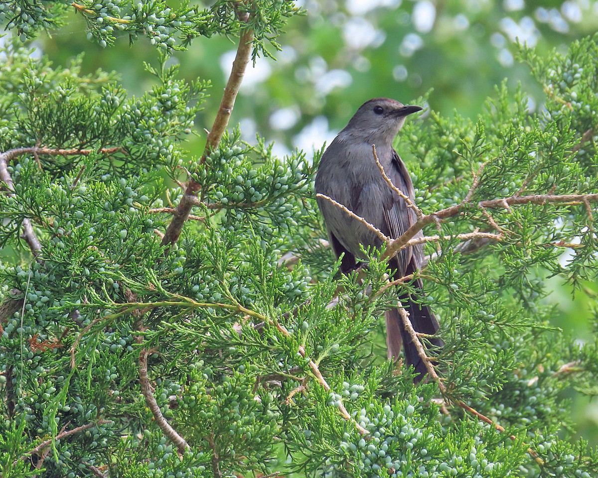 Katzenspottdrossel - ML637512905