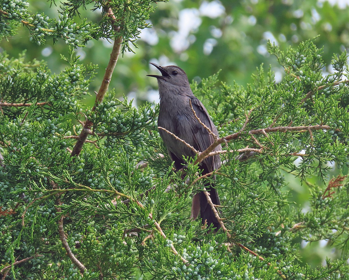 Katzenspottdrossel - ML637512906