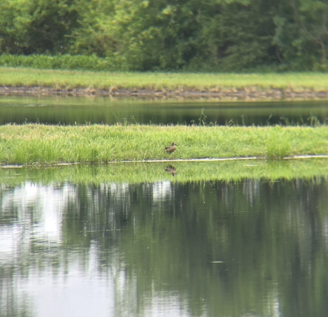 Blue-winged Teal - ML637512924
