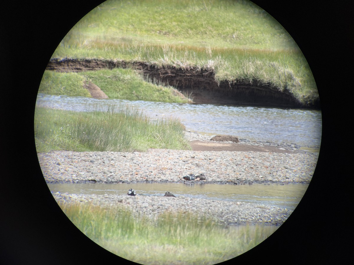 Harlequin Duck - ML637512948