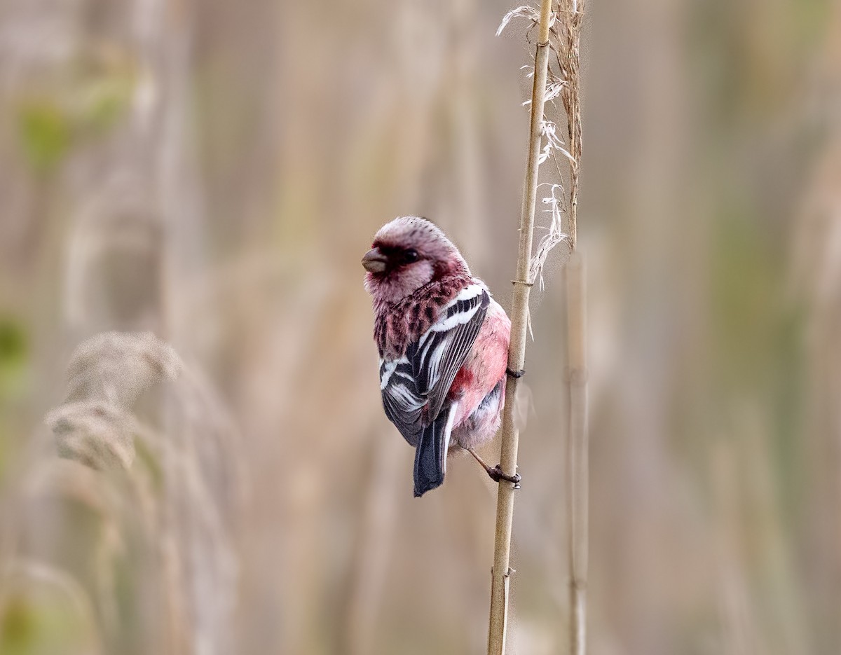 Long-tailed Rosefinch (Siberian) - ML637513045