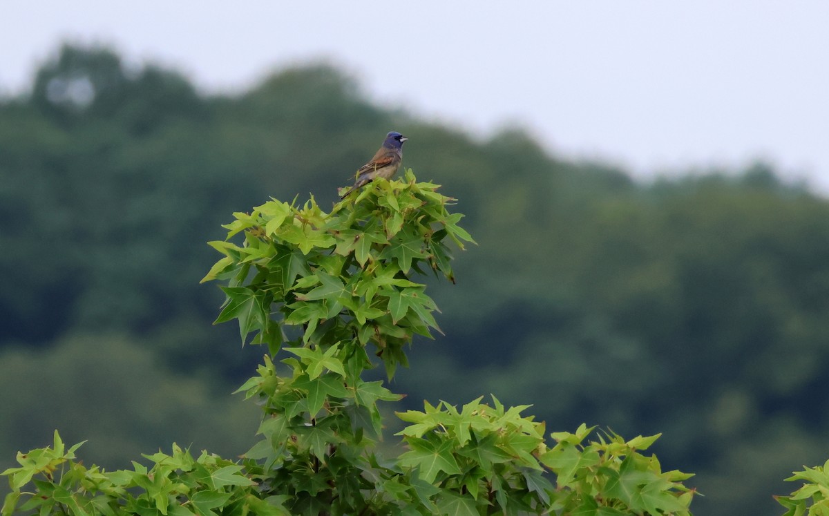 Blue Grosbeak - ML637513121