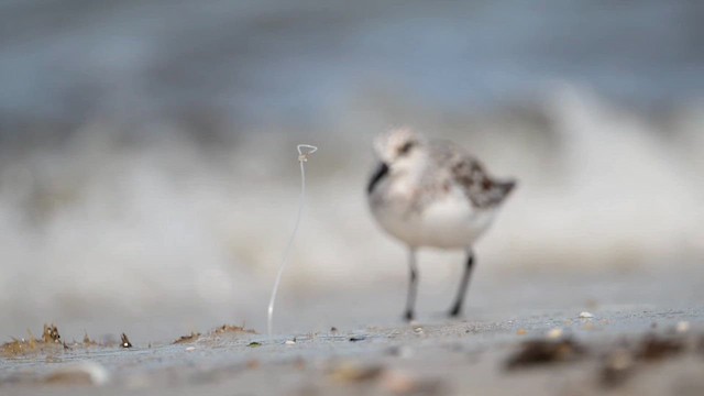 Sanderling - ML637513124