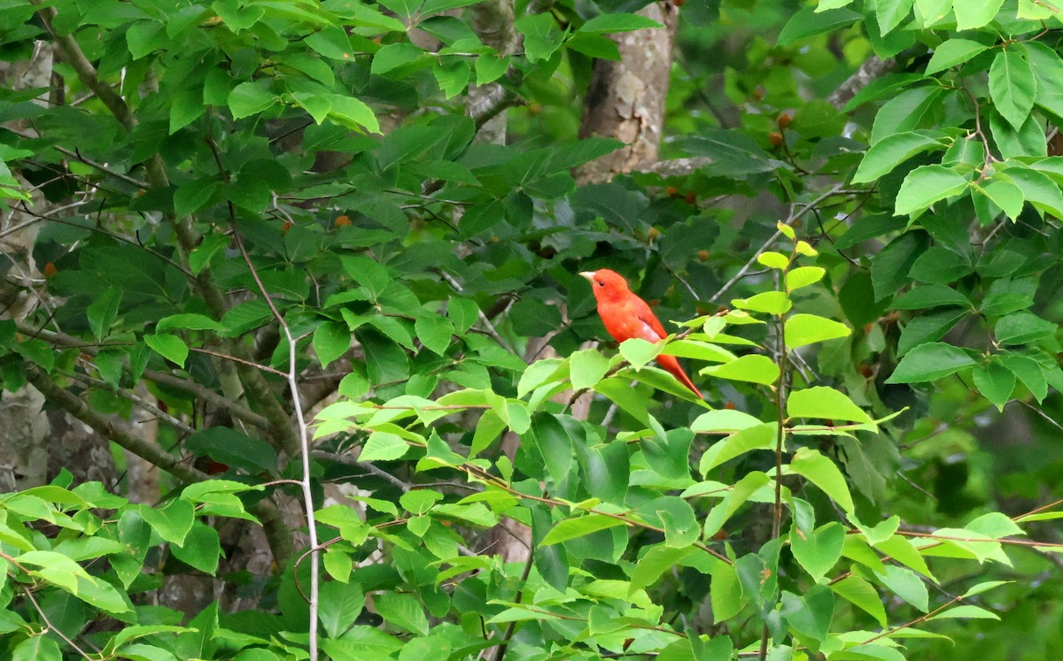 Summer Tanager - ML637513126