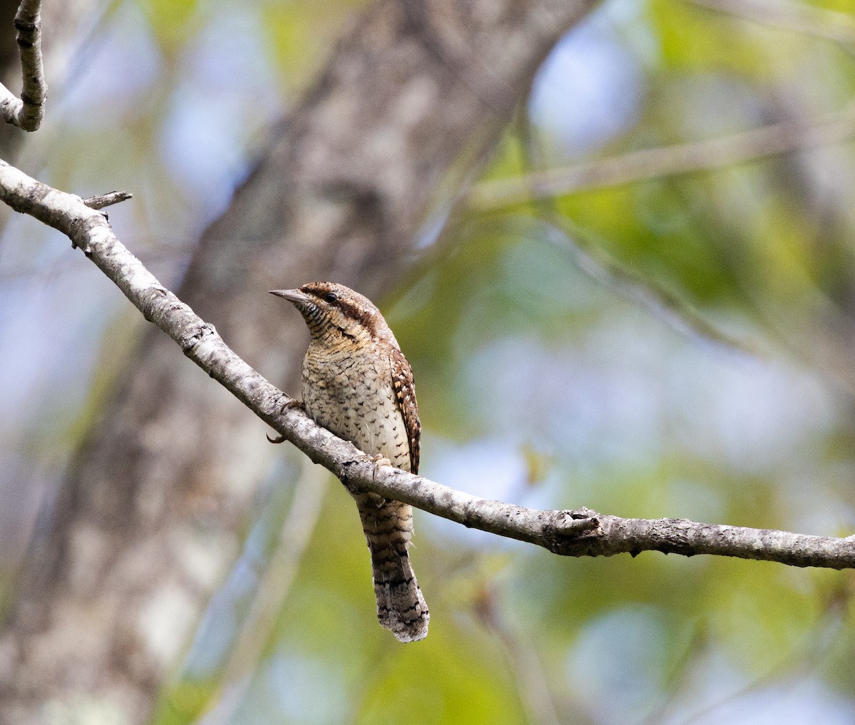 Eurasian Wryneck - ML637513146
