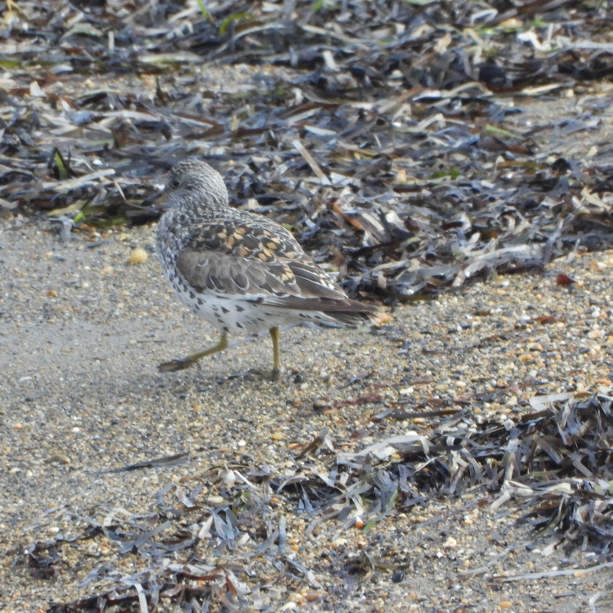 Surfbird - ML637513186