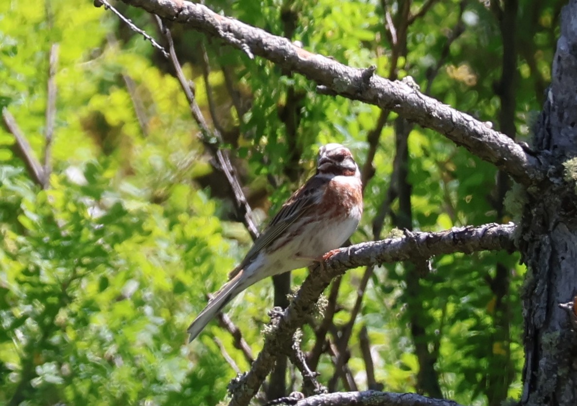 Pine Bunting - ML637513190