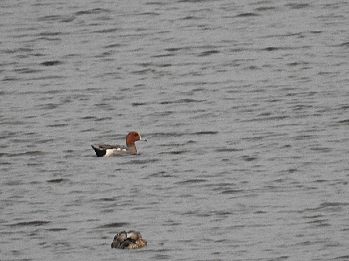 Eurasian Wigeon - ML637513206