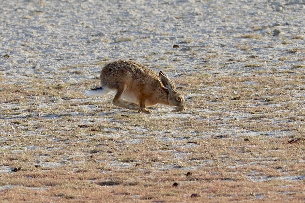 Brown Hare - ML637513236
