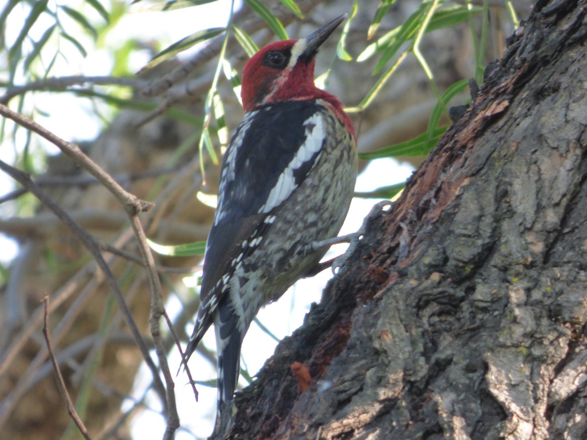 Red-breasted Sapsucker - ML637513246