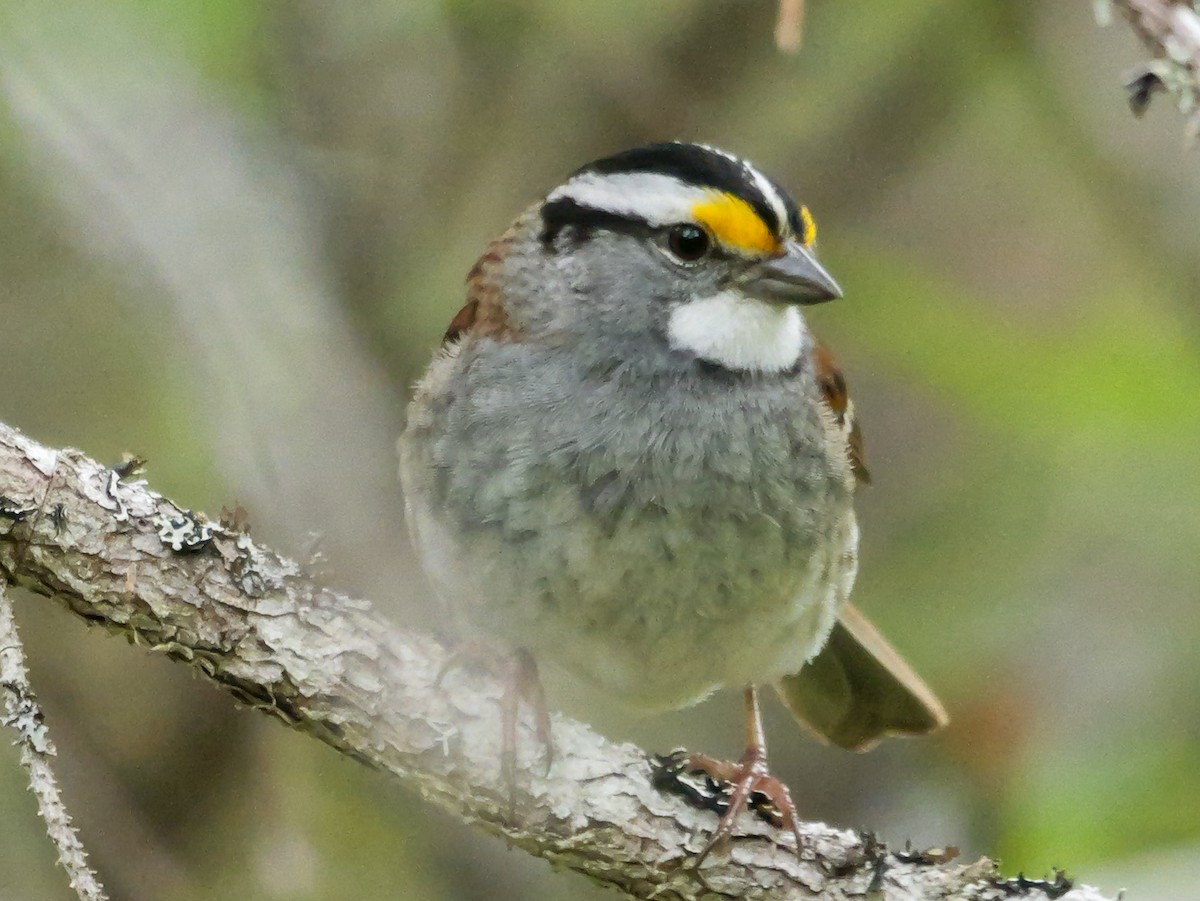 White-throated Sparrow - ML637513261