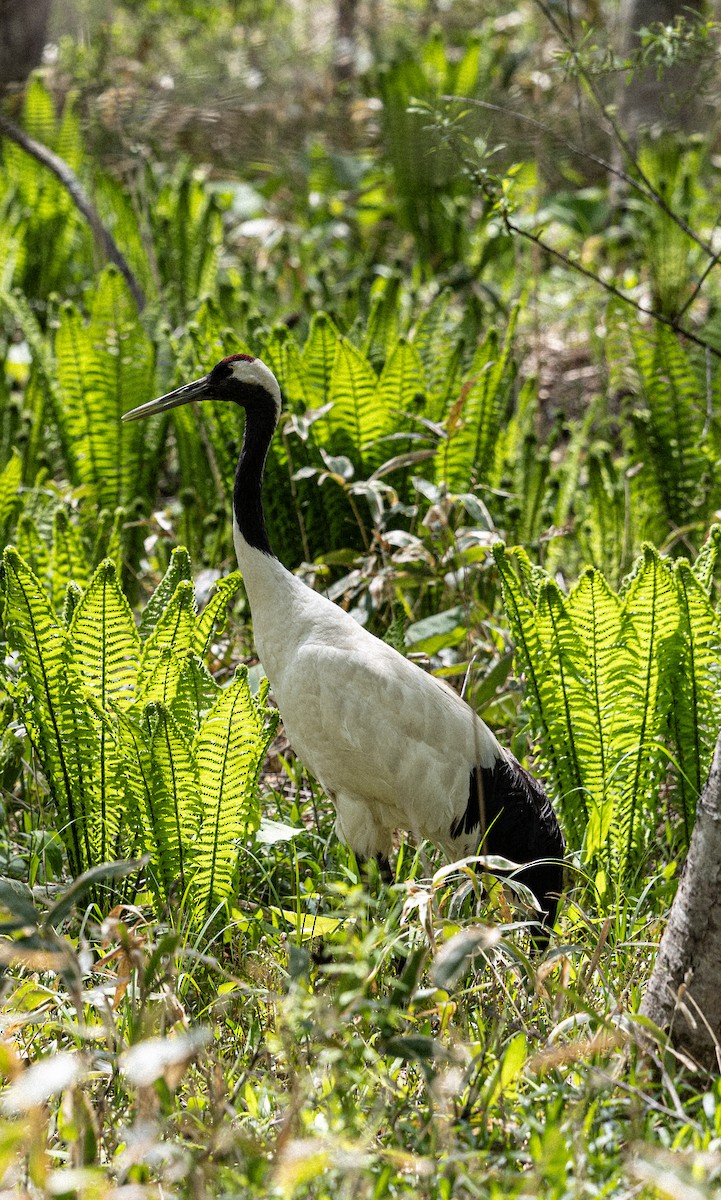 Red-crowned Crane - ML637513287