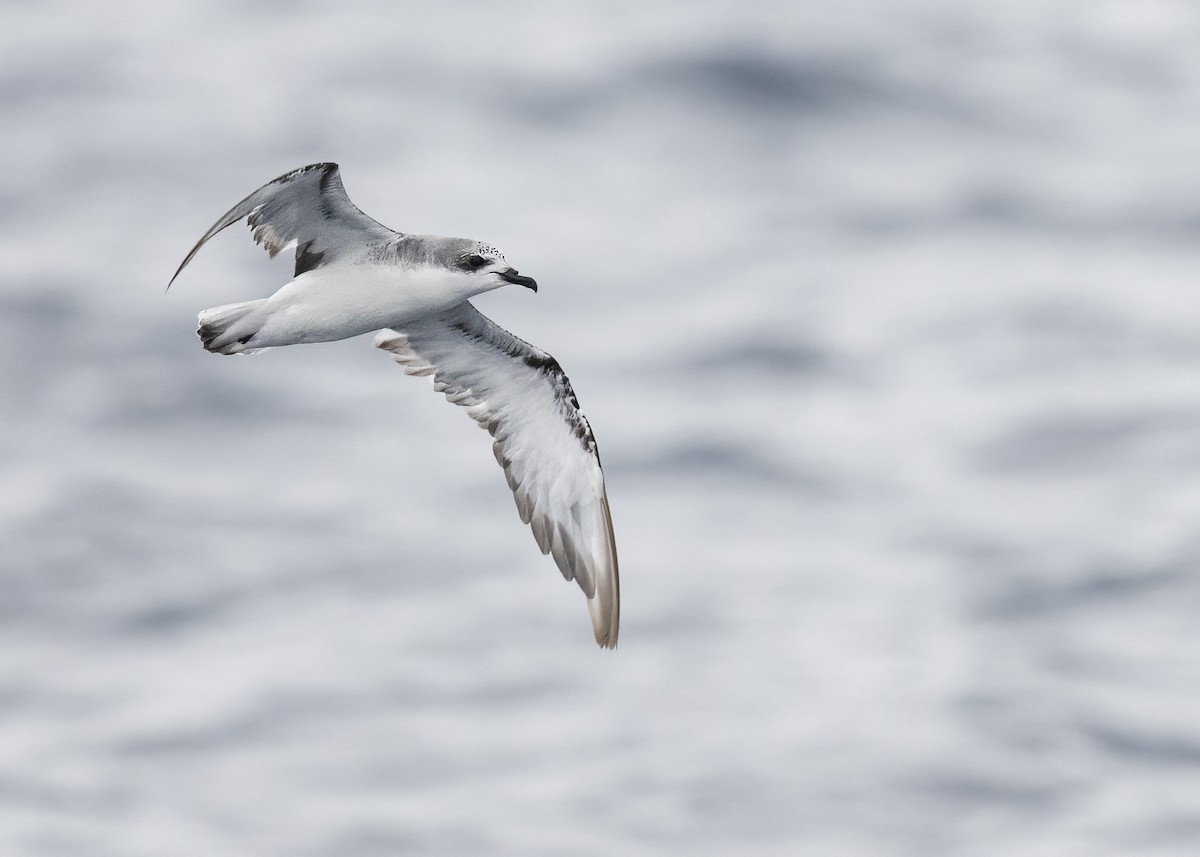 Cook's Petrel - ML637513331