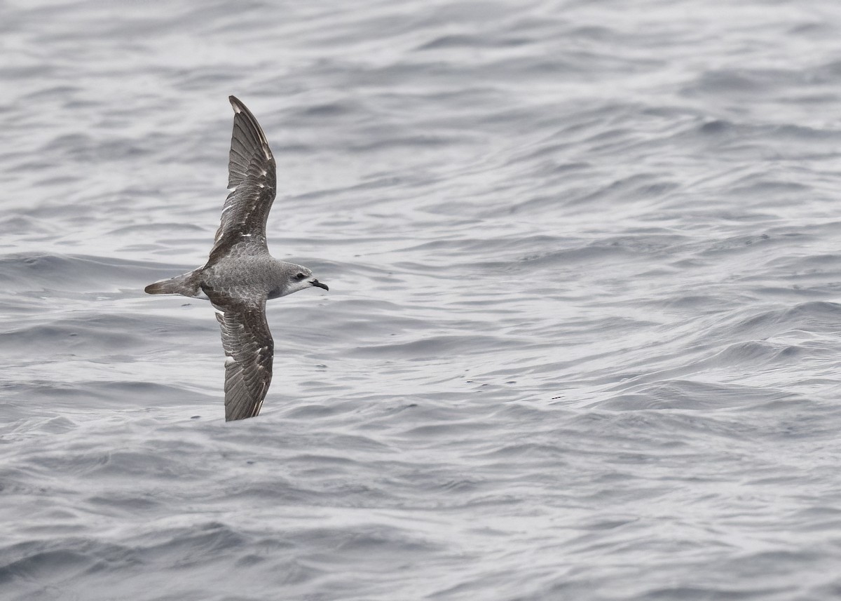 Cook's Petrel - ML637513333