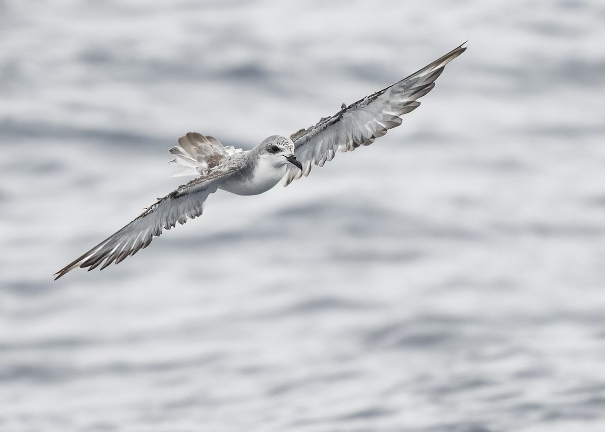 Cook's Petrel - ML637513338