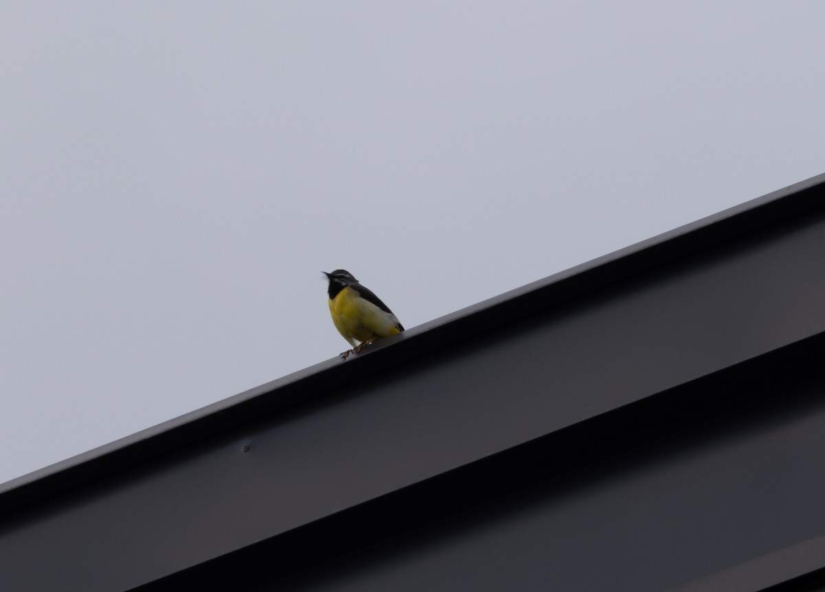 Gray Wagtail - ML637513596