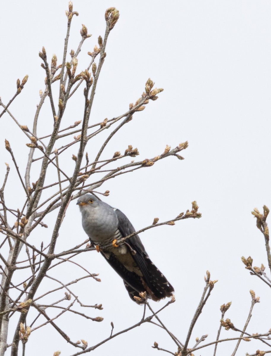 Oriental Cuckoo - ML637513660