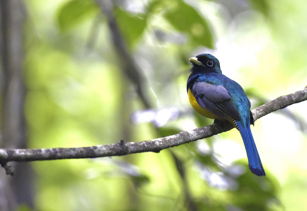 Northern Black-throated Trogon - ML637513664