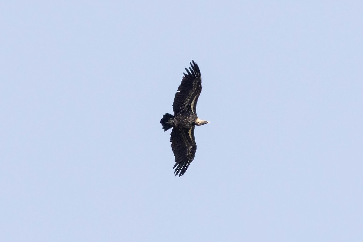 Rüppell's Griffon - ML637513730