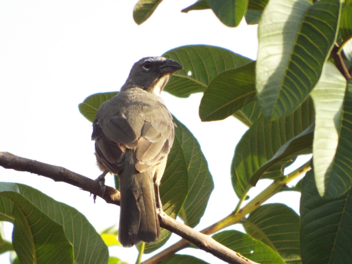 Olive-gray Saltator - ML637513741