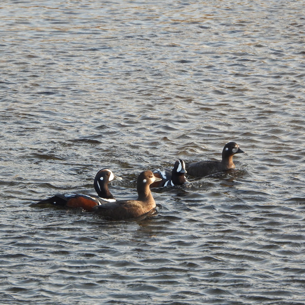 Harlequin Duck - ML637513767