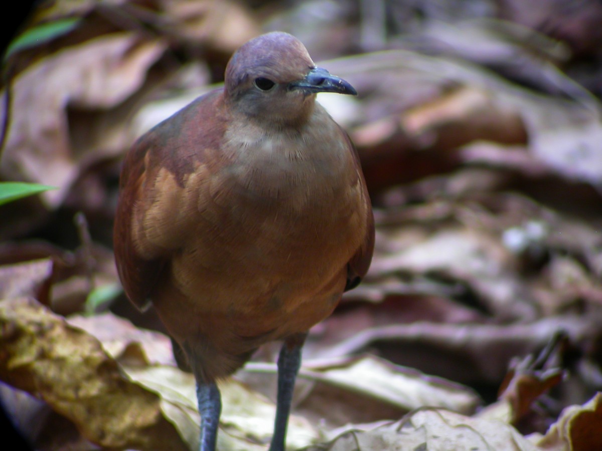 Polynesian Ground Dove - ML637513780