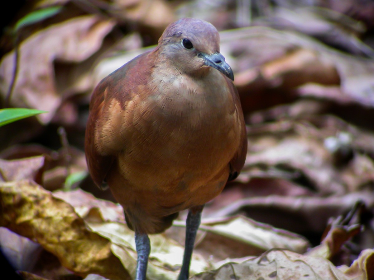 Polynesian Ground Dove - ML637513787