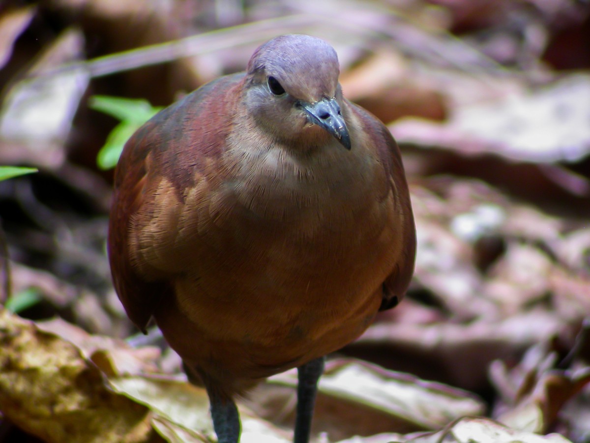Polynesian Ground Dove - ML637513799